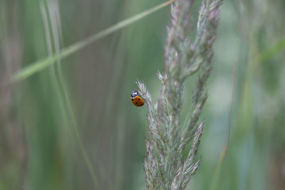 Nature's delicate guardian. red ladybug amongst meadow grass in northern europe