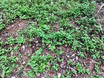 High angle view of ivy growing on field