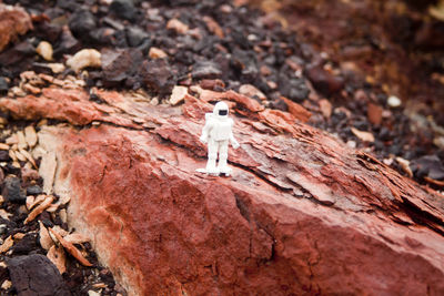 Close-up of dog on rock