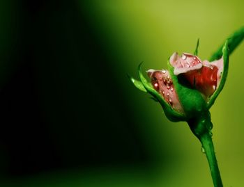 Close-up of insect on red flower