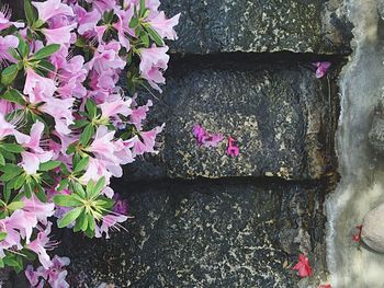 Close-up of pink flowers