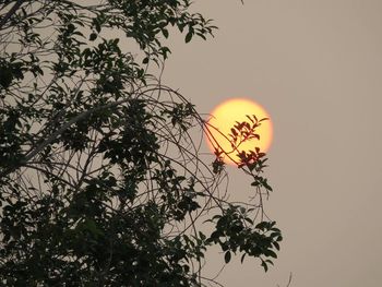 Low angle view of tree against sky at sunset