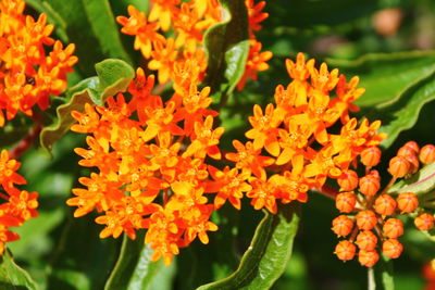 Close-up of orange flowering plants