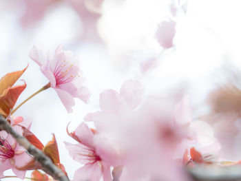 Close-up of pink cherry blossom