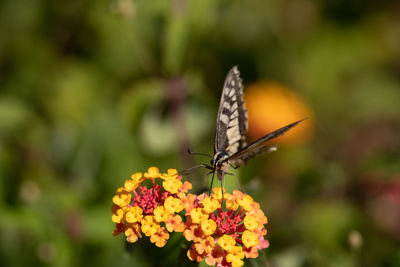 Close-up of butterfly pollinating on flower