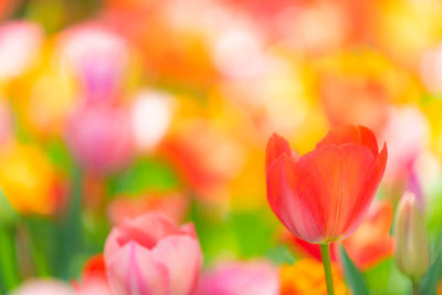 Close-up of pink tulips on field