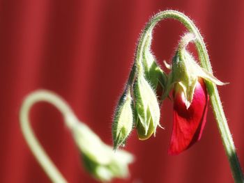 Close-up of red flowering plant