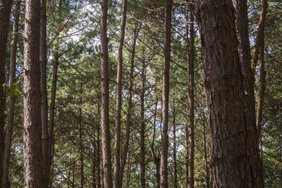 Low angle view of bamboo trees in forest