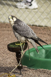 Close-up of lanner falcon perching outdoors