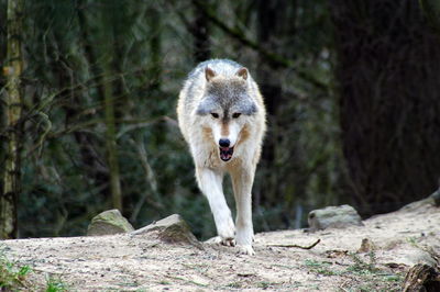 Lone wolf looking for food in the woods.