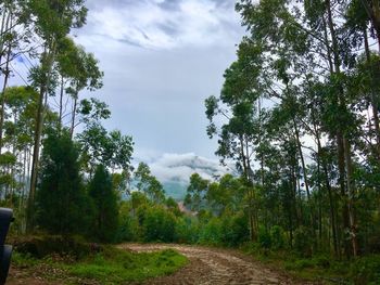 Road amidst trees in forest against sky