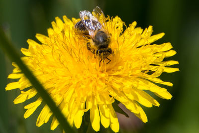 Close-up of insect on yellow flower