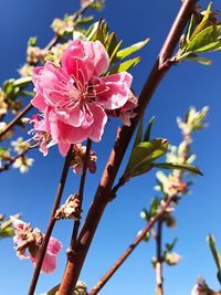 Low angle view of pink flowers blooming against sky