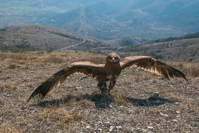 Portrait of wild tawny eagle aquila rapax