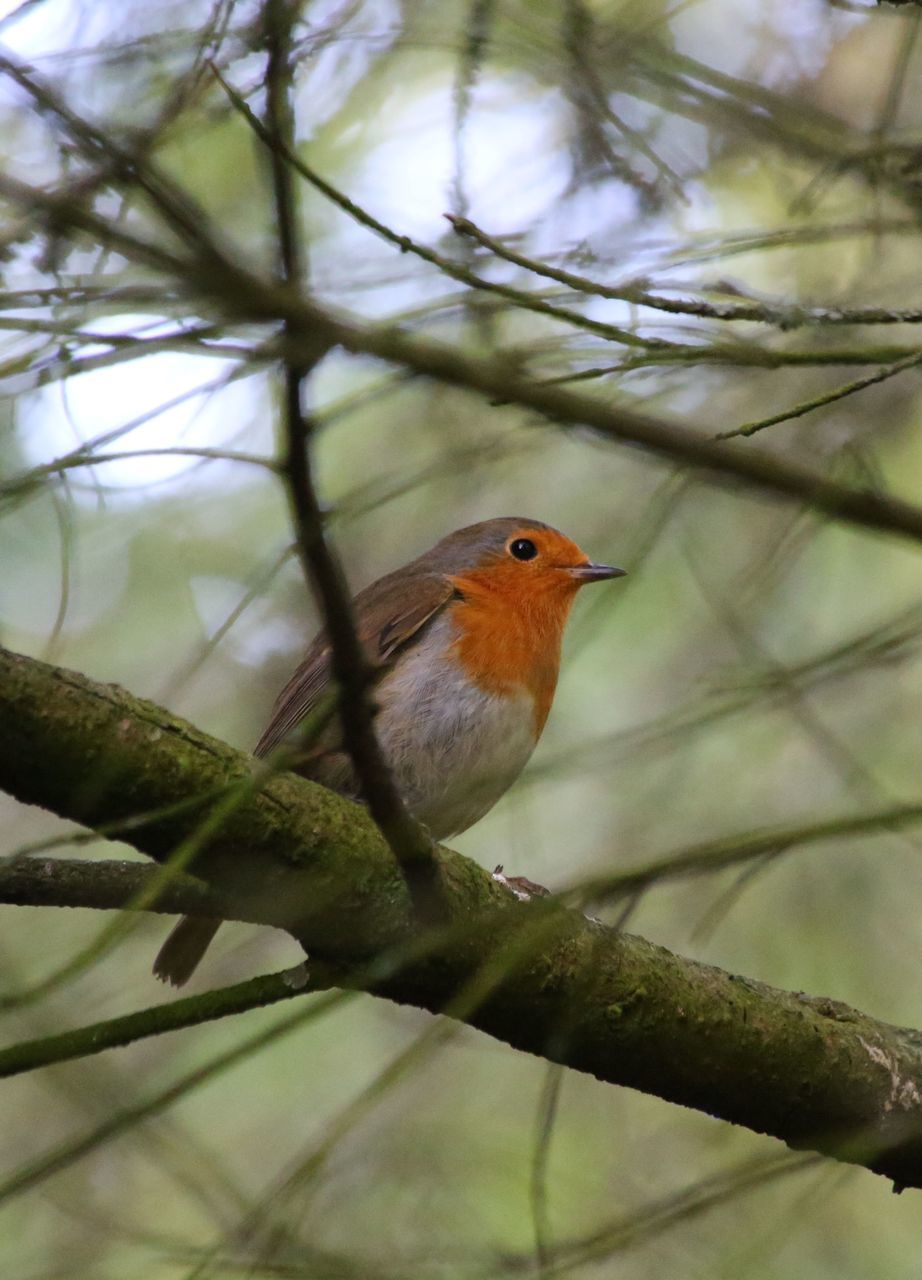 one animal, animal themes, bird, animals in the wild, perching, wildlife, tree, branch, focus on foreground, nature, day, beak, beauty in nature, green, no people, zoology