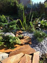 Plants and trees growing on rock