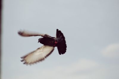 Low angle view of bird flying against sky