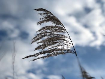 Low angle view of tree against sky