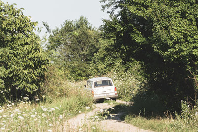 Car on road amidst trees in forest