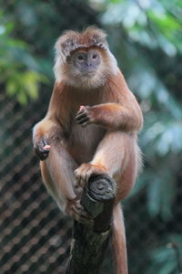 Monkeys sitting on tree