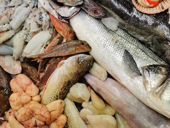 High angle view of fish for sale