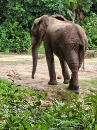 Elephant on tree trunk