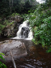 Scenic view of waterfall in forest