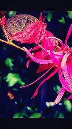 Close-up of pink flowers