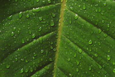 Close-up of wet leaves on rainy day