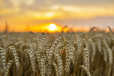 Close-up of wheat field against sky during sunset