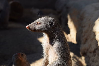 Close-up of lizard