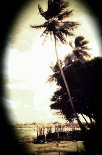 Palm trees on beach