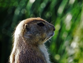 Close-up of marmot looking away