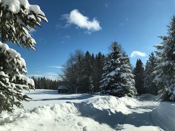 Snow covered land and trees against sky