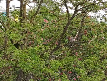 Plants and trees in forest