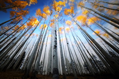 Low angle view of tall trees against the sky