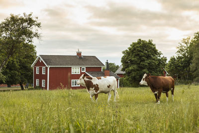 Falun red farm and cows in pasture