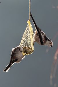 Low angle view of birds hanging on feeder