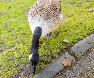 Close-up of duck eating bird on field