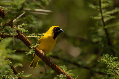 Bird perching on a tree