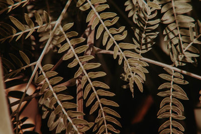 Full frame shot of leaves