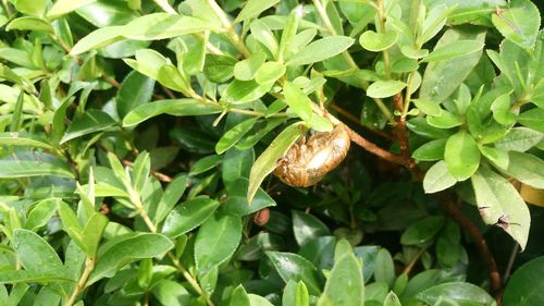 Close-up of snail on plant