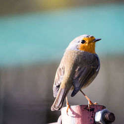 Close-up of bird perching