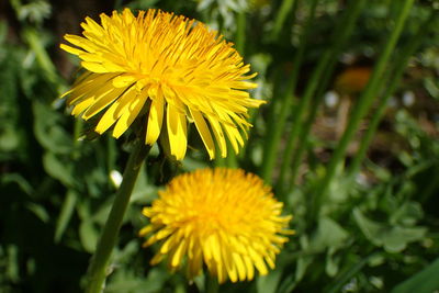 Close-up of yellow flowering plant