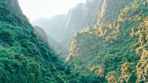 High angle view of trees on mountain