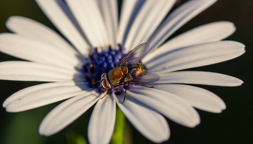 Close-up of fly pollinating on osteospermum