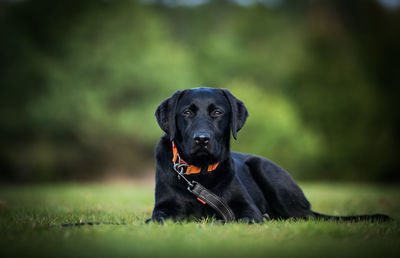 Portrait of a dog on field