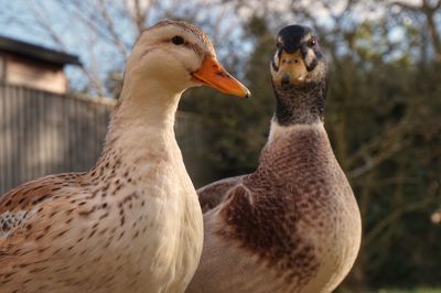 A pair of ducks