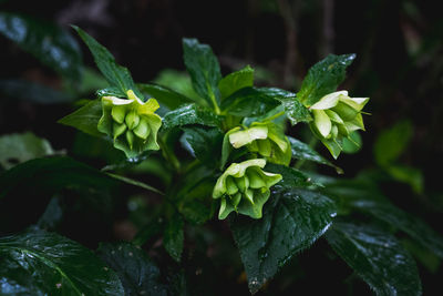 Close-up of wet plant leaves