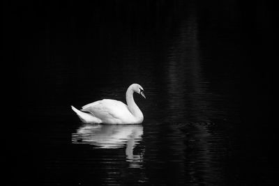 Young mute swan, cygnus olor, swimming in a lake 